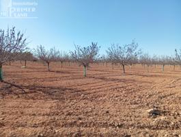 ¡FINCA RÚSTICA EN VENTA EN ARGAMASILLA DE ALBA – PARAGE EL RISCO! photo 0