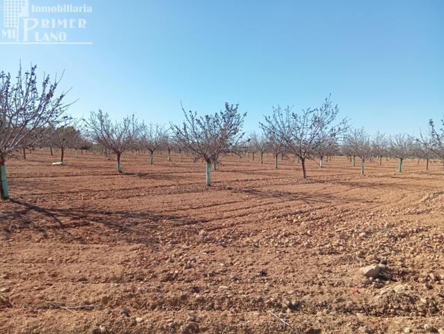 ¡FINCA RÚSTICA EN VENTA EN ARGAMASILLA DE ALBA – PARAGE EL RISCO! photo 0