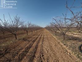 ¡Gran oportunidad! Parcela de regadío en venta en Tomelloso – Ctra. Pedro Muñoz photo 0