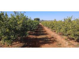 Venta finca mandarinos en Picassent photo 0