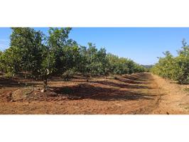 Venta finca mandarinos en Picassent photo 0