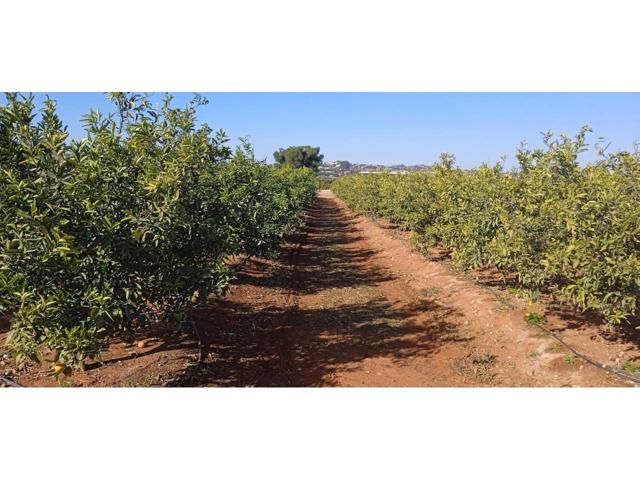 Venta finca mandarinos en Picassent photo 0