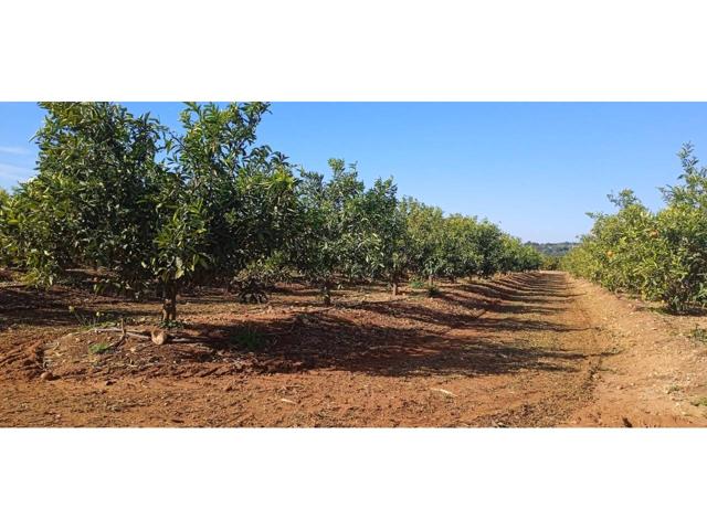 Venta finca mandarinos en Picassent photo 0