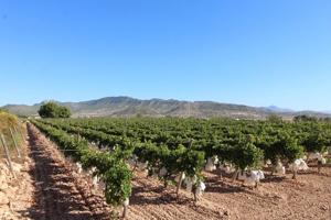 ESTUPENDA PARCELA N LA ROMANA (ALICANTE) photo 0