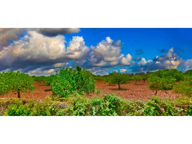 Finca rustica con licencia y vistas mar en venta en Porto Cristo photo 0