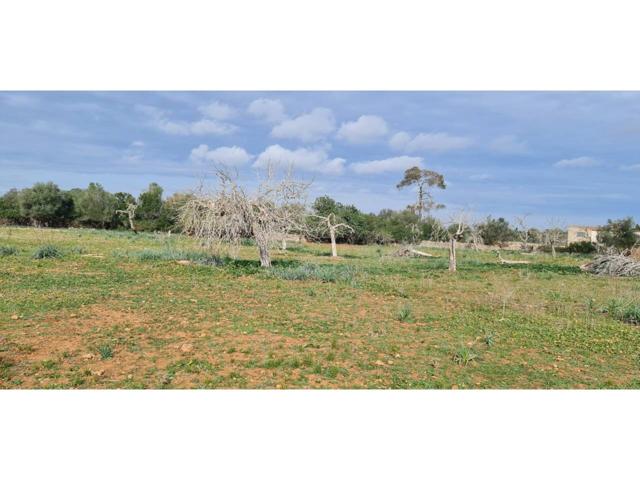 Finca rustica en venta en Santa Margalida photo 0