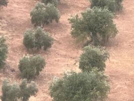 Terreno en venta en Algarinejo photo 0