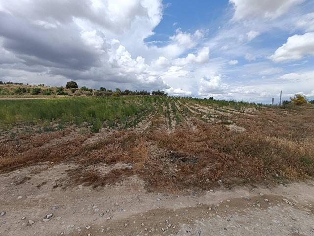 TIERRA DE REGADIO EN MORALEDA DE ZAFAYONA photo 0