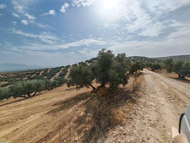 FINCA DE OLIVOS SECANO photo 0