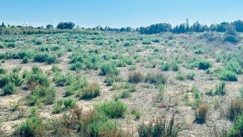 Terreno de 12.000 m² en La Perleta. photo 0