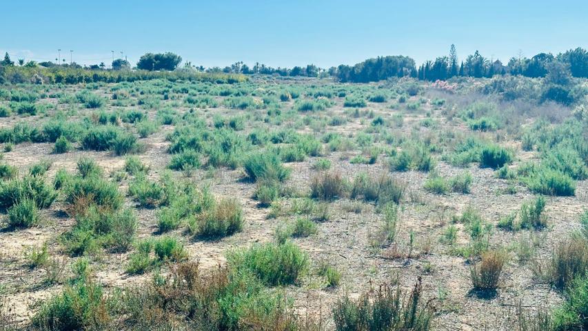 Terreno de 12.000 m² en La Perleta. photo 0