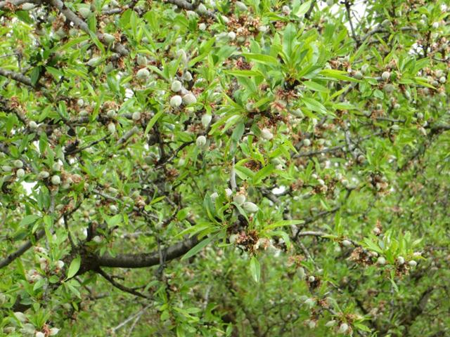 Finca rustica de almendros en venta en Tobarra photo 0