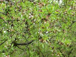 FINCA RUSTICA de almendros en plena producción en venta photo 0