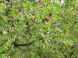 PARCELA DE RIEGO CON ALMENDROS EN EL RASO photo 0