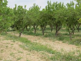 TERRENO DE RIEGO PUETO DE ALMENDROS photo 0