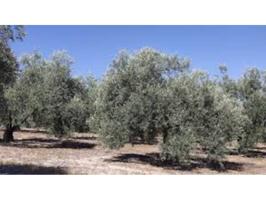 FINCA EN PICENA photo 0