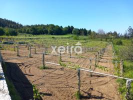 FINCA CON PLANTACION DE ALBARIÑO EN VENTA photo 0