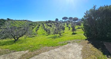 Encantadora finca rústica con olivar y urbana con vivienda en perfecto estado en Villaviciosa! photo 0