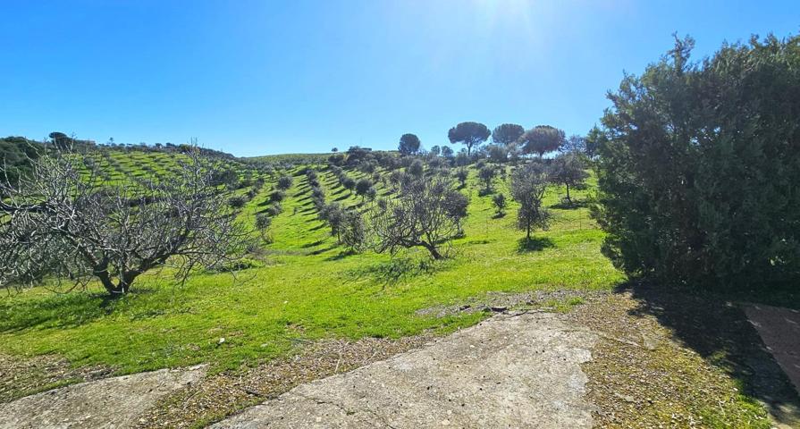 Encantadora finca rústica con olivar y urbana con vivienda en perfecto estado en Villaviciosa! photo 0