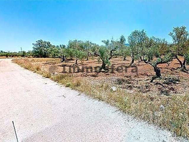 Finca en Plans Castellets en Ulldecona photo 0