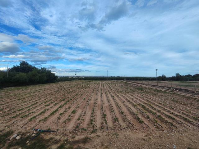 Huerta de regadío con caseta luz y pozo propio photo 0