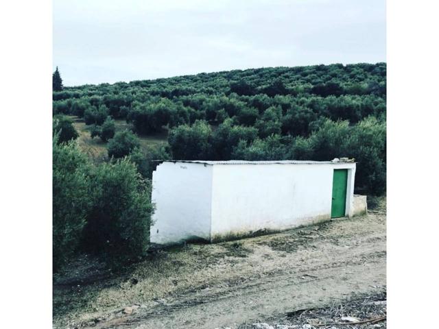 🫒Finca Parcela de olivos - Cerillo el viento 🌳 photo 0