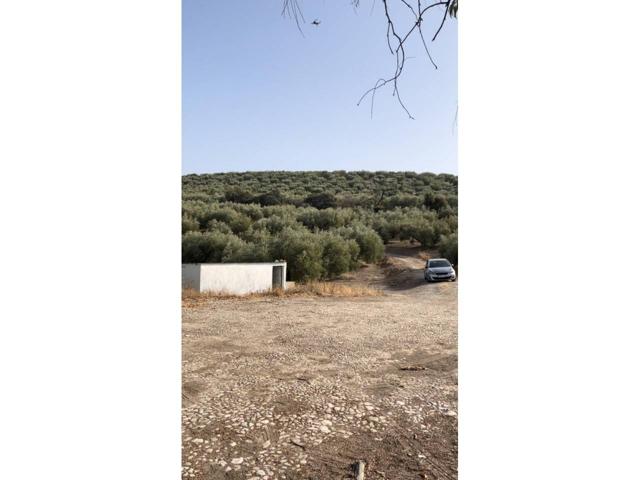 🫒Finca Parcela de olivos - Cerillo el viento 🌳 photo 0
