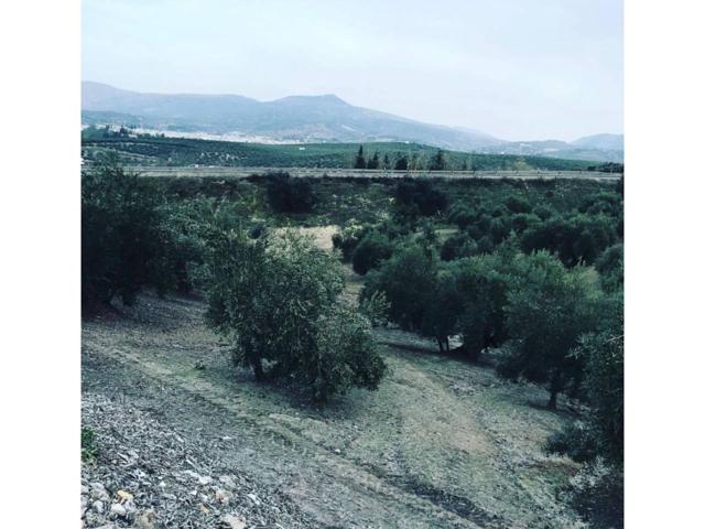 🫒Finca Parcela de olivos - Cerillo el viento 🌳 photo 0