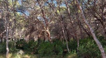Terreno Urbanizable En venta en Torre Bellver - La Renegá - Les Platgetes, Oropesa Del Mar - Orpesa photo 0