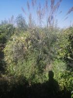 Terreno Urbanizable En venta en Oeste, Castellon - Castello De La Plana photo 0