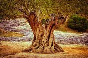 Terreno Urbanizable En venta en Comunidad Valenciana, Rossell photo 0