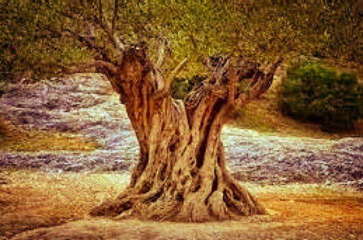 Terreno Urbanizable En venta en Comunidad Valenciana, Rossell photo 0