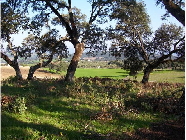 FINCA EN RONDA LA VIEJA photo 0