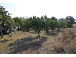 FINCA EN VENTA CON AGUA Y LUZ photo 0