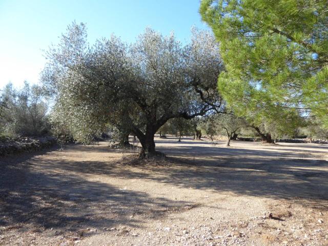 Finca rustica en venta en Sant Mateu photo 0