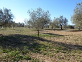 Finca rustica en venta en Sant Mateu photo 0