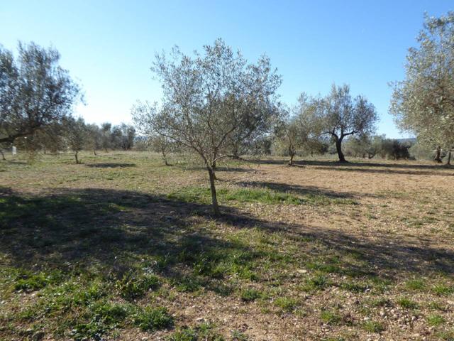 Finca rustica en venta en Sant Mateu photo 0