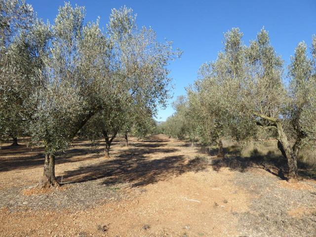 Finca rustica en venta en Sant Mateu photo 0