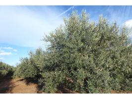 EN VENTA FINCA RUSTICA CON OLIVOS EN BENICARLÓ photo 0