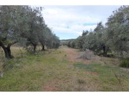 FINCA RUSTICA CON OLIVOS EN BENICARLÓ photo 0