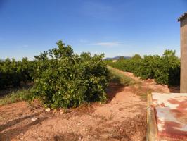 FINCA CON PLANTACION DE NARANJOS photo 0