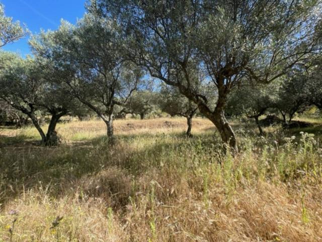 VENDO OLIVAR CON MUCHA AGUA ZONA ERMITA SAN CRISTOBAL photo 0