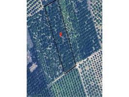 Campo de naranjas de Navelina a 5 minutos de Carcaixent. Poligono 47 parcela 117 photo 0