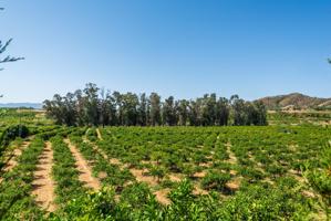 ¡OPORTUNIDAD ÚNICA! FINCA RÚSTICA ECOLÓGICA DE LIMONES EN PLENA PRODUCCIÓN photo 0