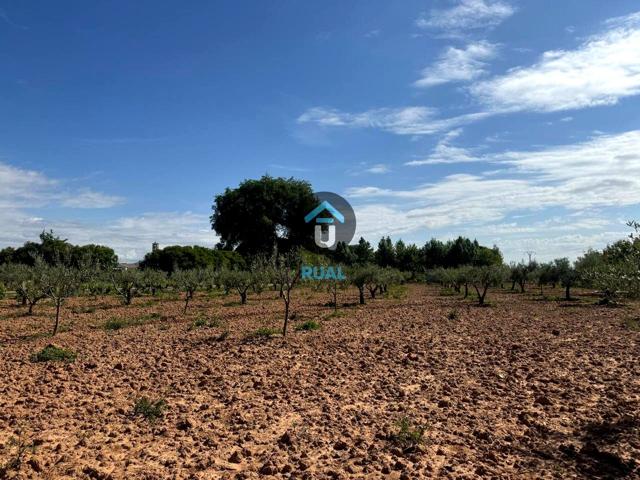 TERRENO DE REGADÍO EN VENTA photo 0