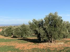 Terreno en venta en Jabalquinto photo 0