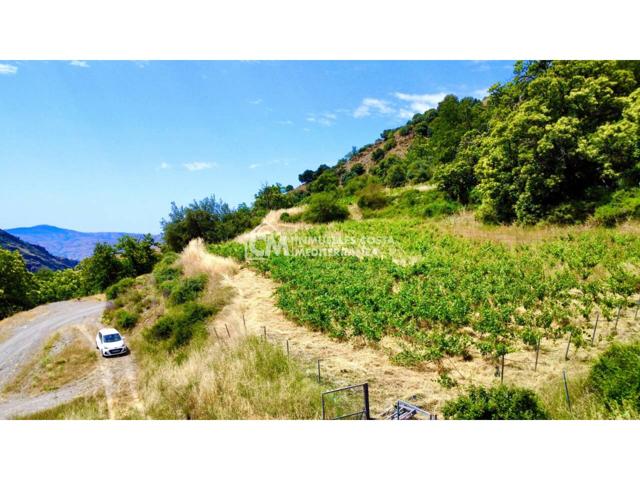 Viñedo en Mecina bombarón photo 0