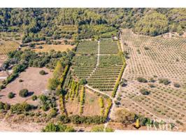 Finca rústica con casa de madera, piscina y olivar en producción totalmente vallado!!! photo 0