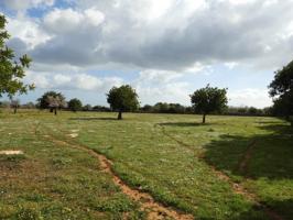 Terreno Urbanizable En venta en S Horta, Felanitx photo 0