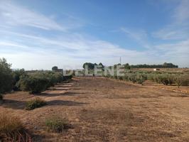 2867 PARCELA ZONA DE LA OLIVARERA photo 0